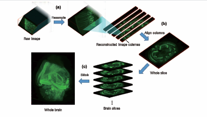 北京大学国家生物医学成像科学中心新置VISoR系统完成安装调试并投入使用 北京大学国家生物医学成像科学中心新置VISoR系统完成安装调试并投入使用