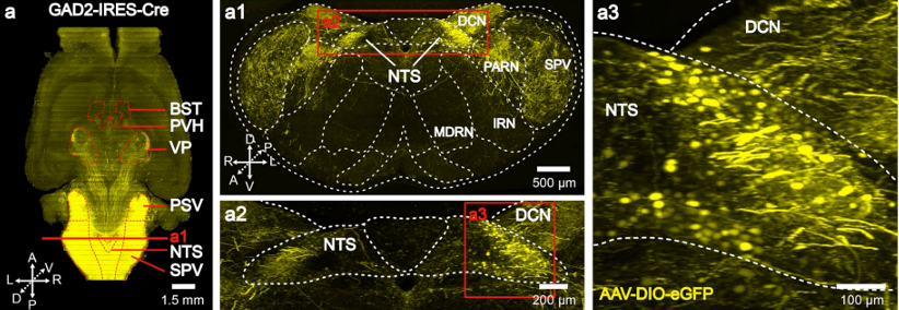北京大学国家生物医学成像科学中心新置VISoR系统完成安装调试并投入使用 北京大学国家生物医学成像科学中心新置VISoR系统完成安装调试并投入使用